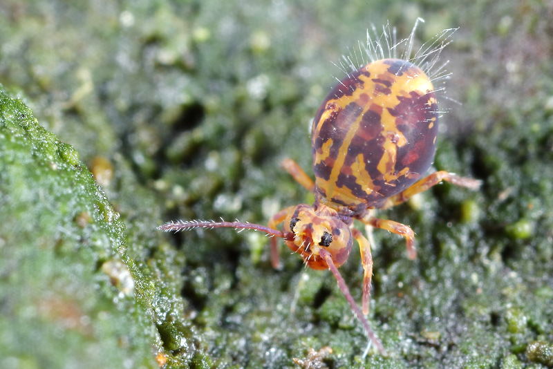 Dicyrtomina ornata