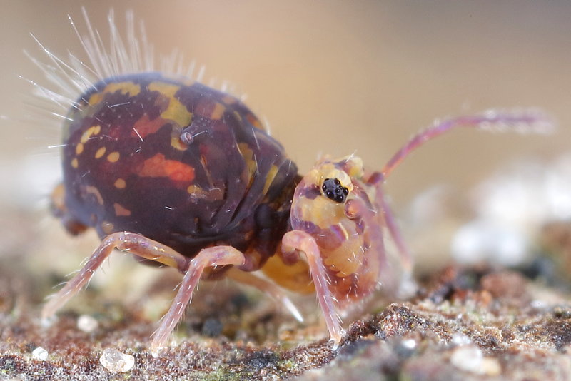 Dicyrtomina ornata