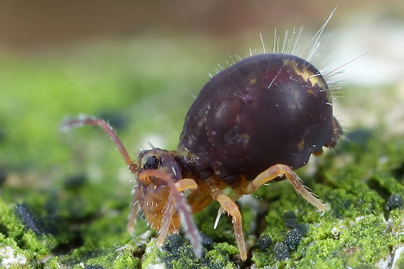 Dicyrtomina ornata