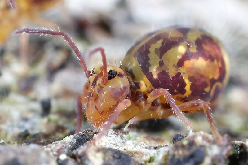 Dicyrtomina ornata