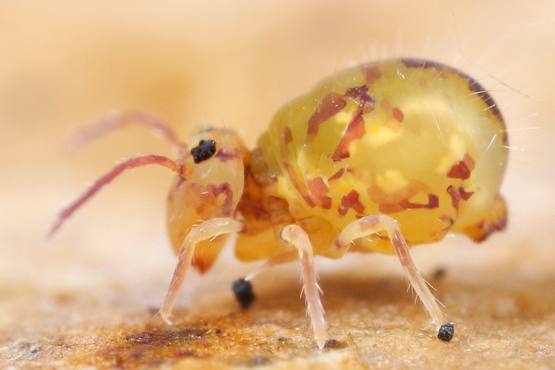 Dicyrtomina ornata