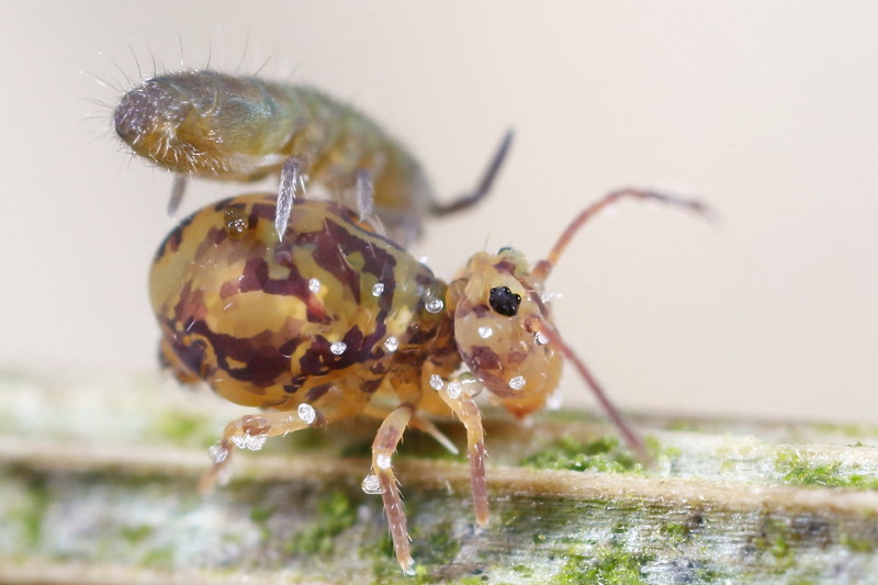 Dicyrtomina ornata met lifters