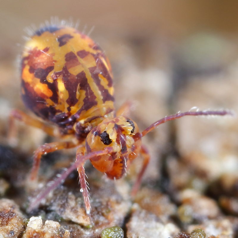 Dicyrtomina ornata