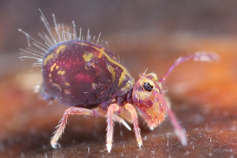 Dicyrtomina ornata