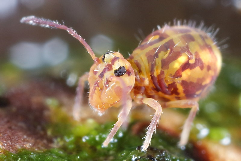Dicyrtomina ornata