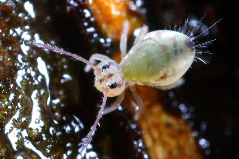 Dicyrtomina ornata