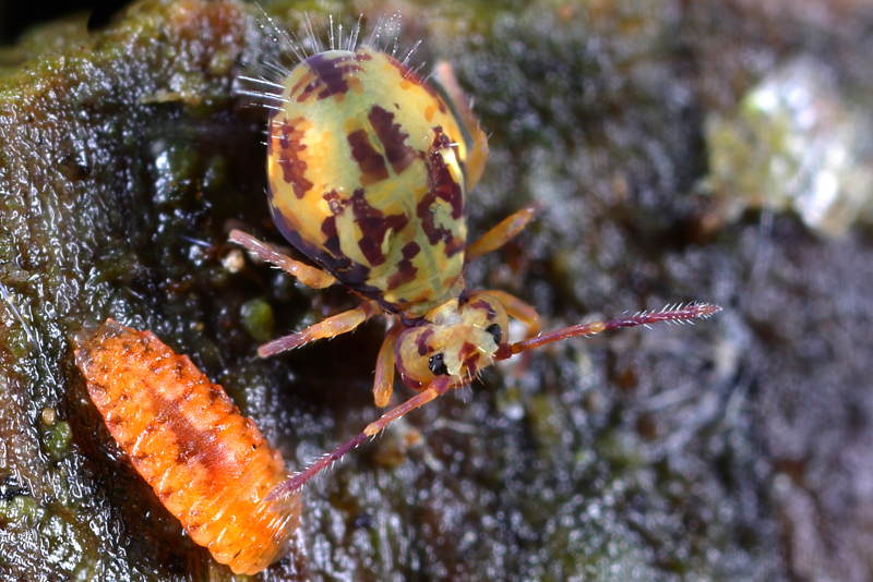 Dicyrtomina saundersi