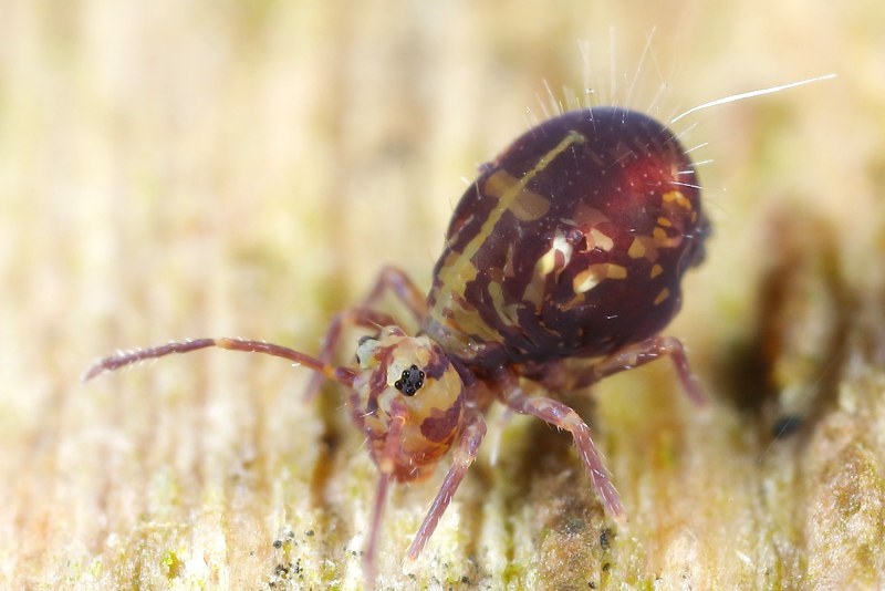Dicyrtomina saundersi