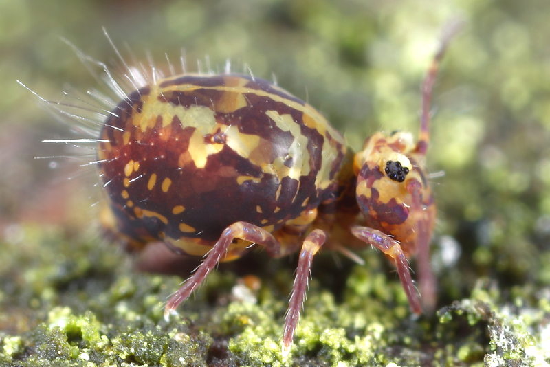 Dicyrtomina saundersi