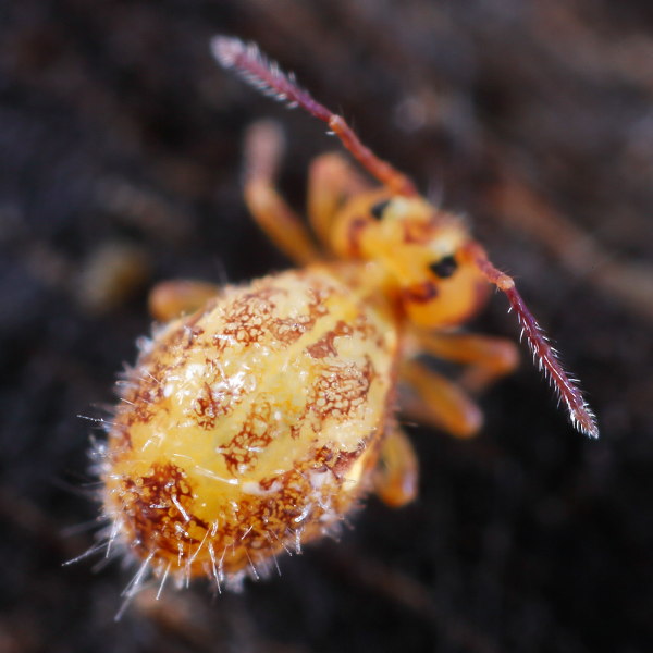 Dicyrtomina saundersi dood