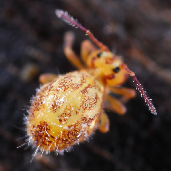 Dicyrtomina saundersi dead