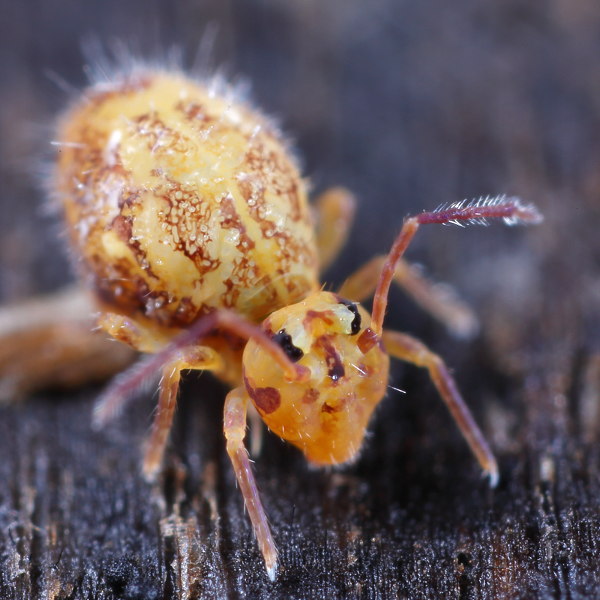Dicyrtomina saundersi dood