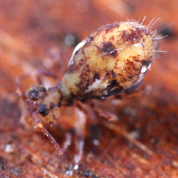 Dicyrtomina saundersi dood