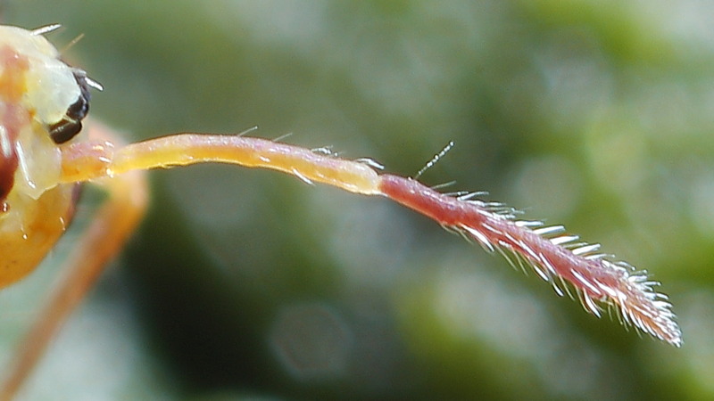 Dicyrtomina saundersi