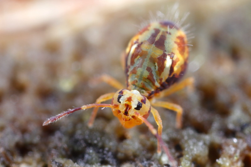 Dicyrtomina saundersi