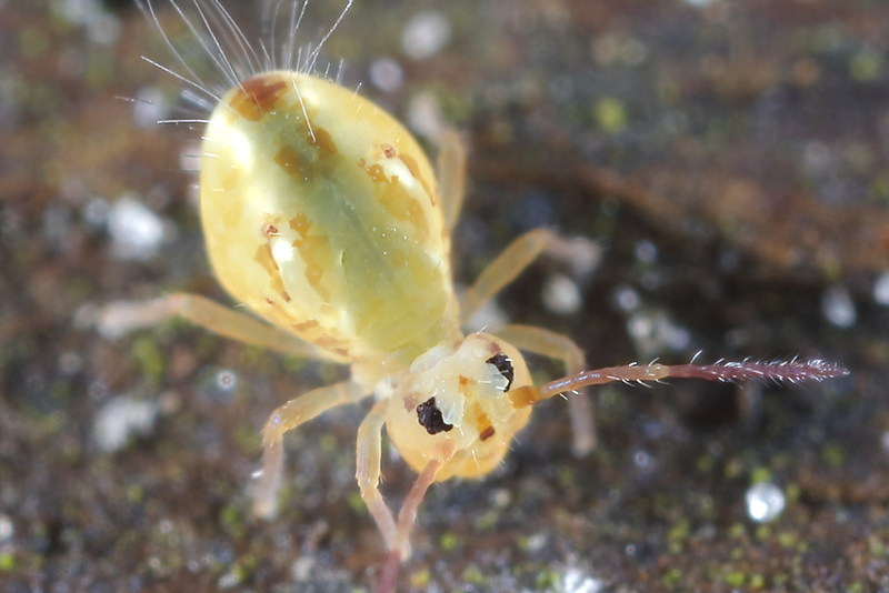 Dicyrtomina saundersi