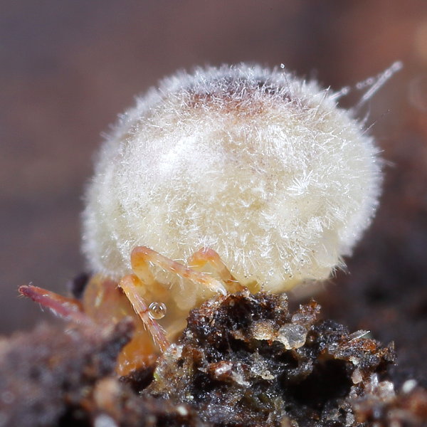 Dicyrtomina spec dood