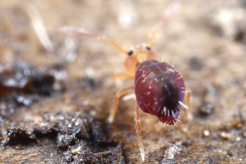 Dicyrtomina violacea, juveniel
