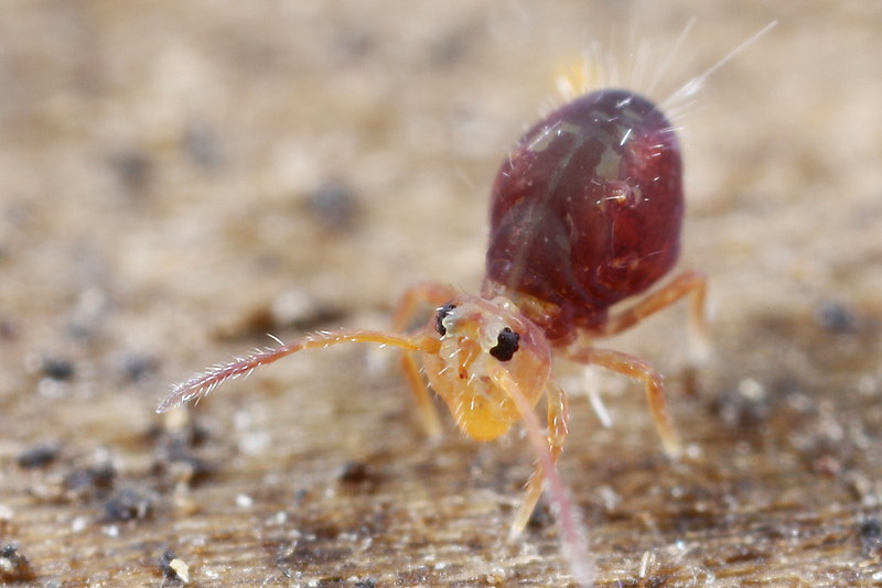 Dicyrtomina violacea, juveniel
