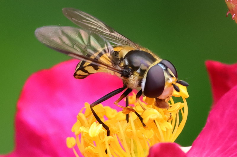 Didea fasciata, Bosdidea ♀