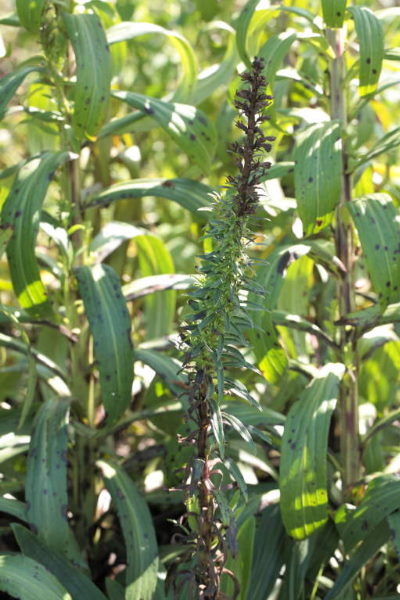 Digitalis ferruginea afwijkend