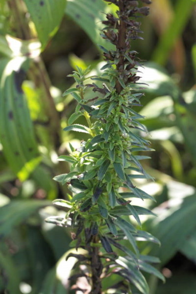 Digitalis ferruginea afwijkend