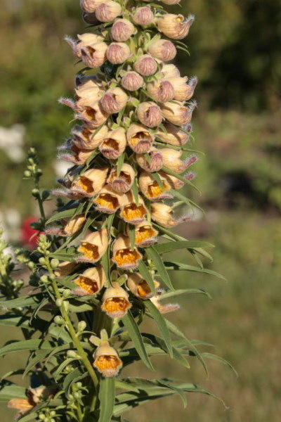 Digitalis ferruginea