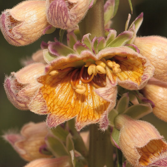 Afwijkende bloem