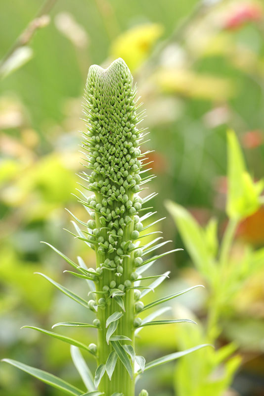 bandvorming bij Digitalis ferruginea