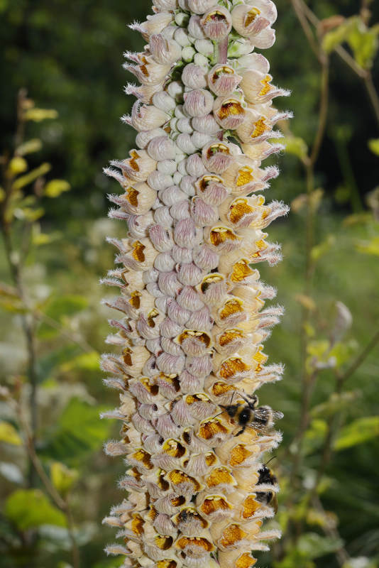 bandvorming bij Digitalis ferruginea