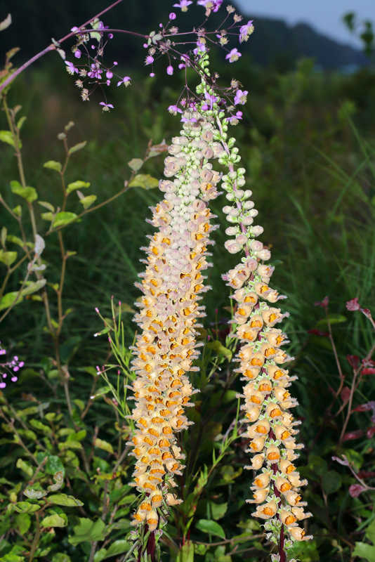 bandvorming bij Digitalis ferruginea