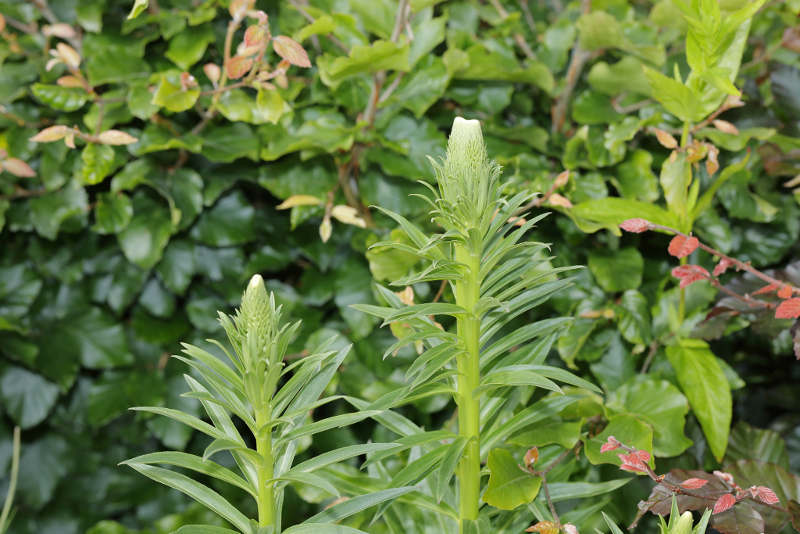 bandvorming bij Digitalis ferruginea