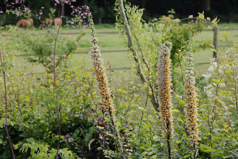 bandvorming bij Digitalis feruginea