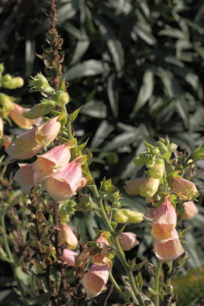 Digitalis grandiflora x purpurea