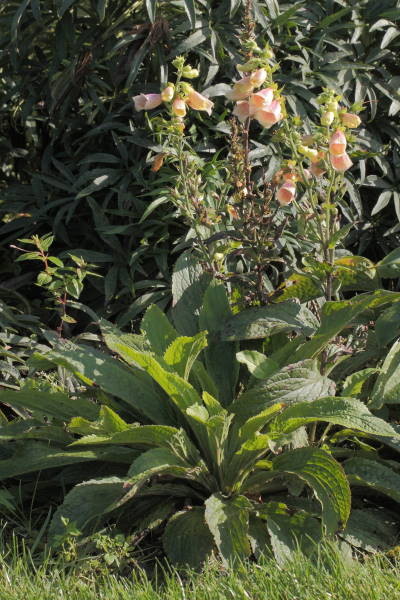 Digitalis grandiflora x purpurea