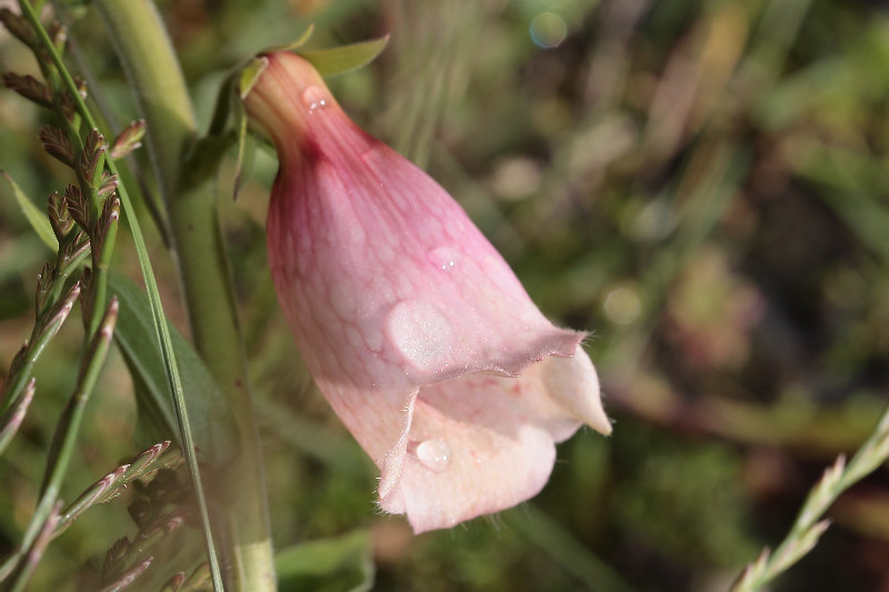 Digitalis grandiflora x purpurea