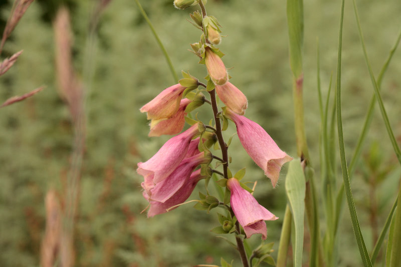 Digitalis grandiflora x purpurea