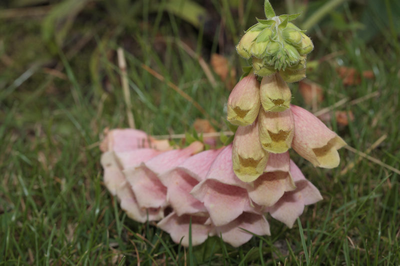 Digitalis grandiflora x purpurea