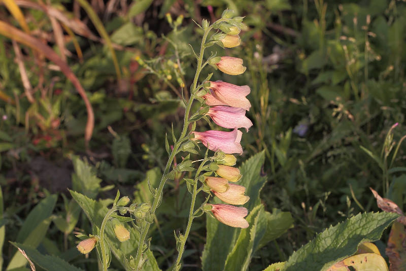 Digitalis grandiflora x purpurea