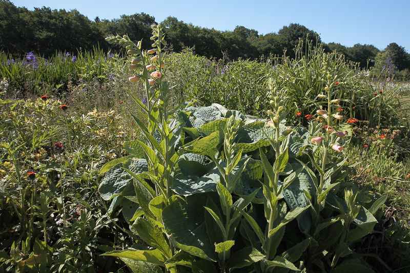 Digitalis grandiflora x purpurea