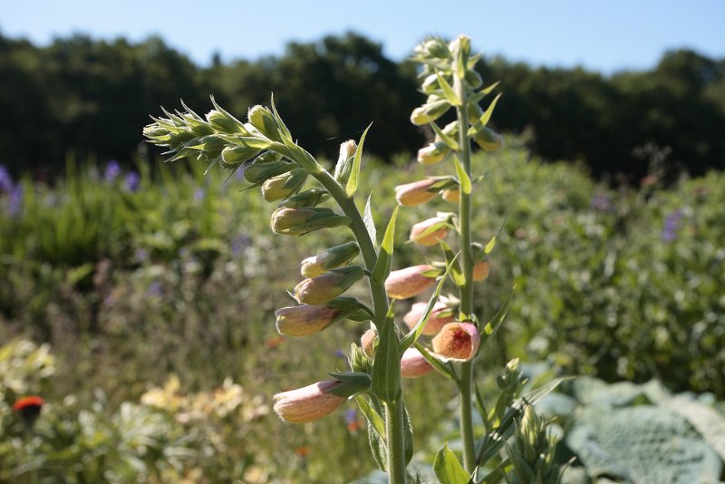 Digitalis grandiflora x purpurea