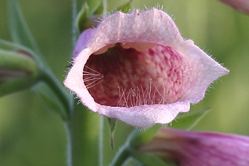 Digitalis grandiflora x purpurea