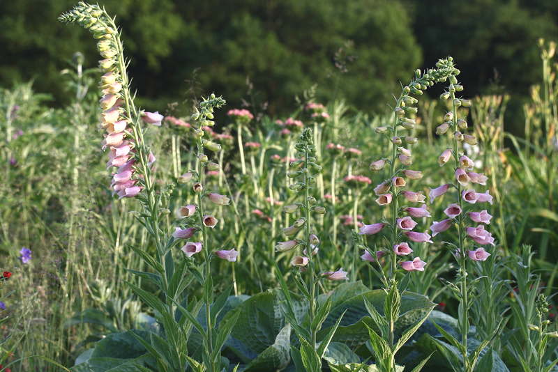 Digitalis grandiflora x purpurea