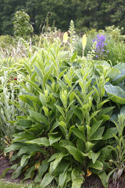 Digitalis grandiflora x purpurea