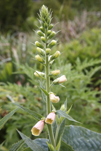 Digitalis grandiflora x purpurea