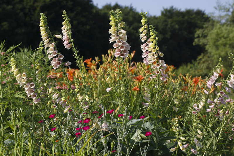 Digitalis grandiflora x purpurea 03-07-2015