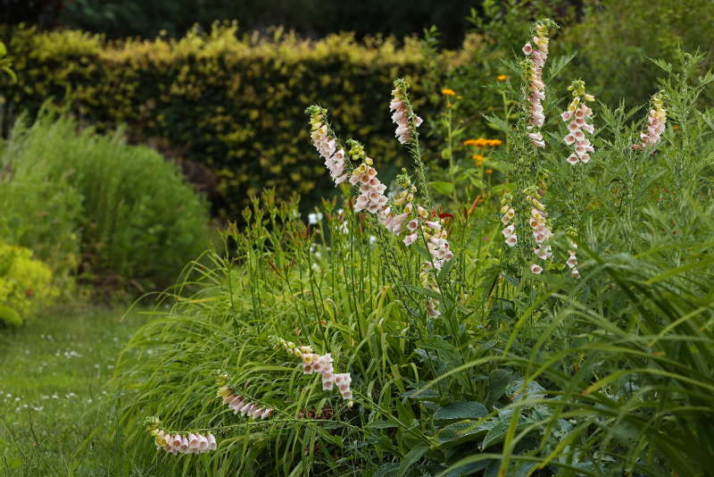 Digitalis grandiflora x purpurea 28-06-2020