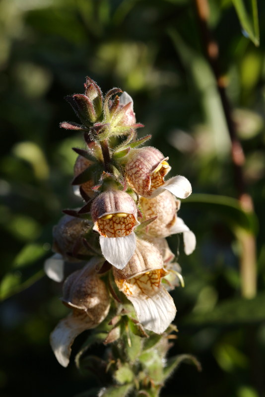 Digitalis lanata