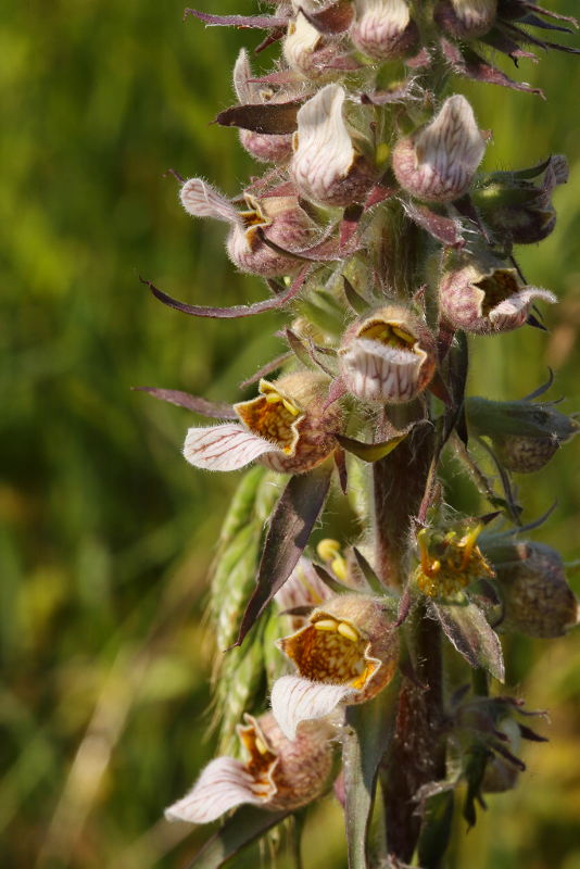 Digitalis lanata