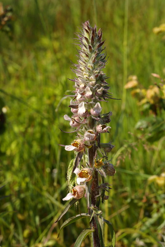 Digitalis lanata